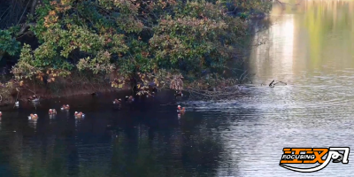 十载相伴  “国宝” 恋上洈水蓝