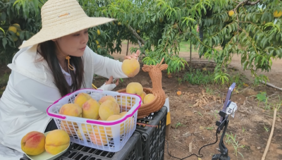 石首市过脉岭村：“云端”赋能让果香飘向全国