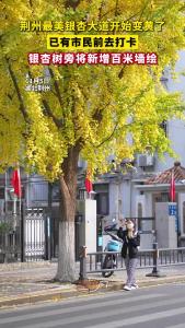 荆州最美银杏大道上新！银杏树旁将新增百米墙绘