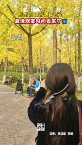 超出片！荆州的银杏黄了~