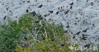 荆州菱角湖湿地迎候鸟