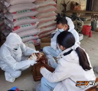 松滋王家桥：当好畜禽健康“守护者” 撑起卫生防疫“安全伞”