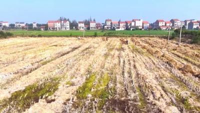 荆州江陵县：“收”“处”双优，不留死角！