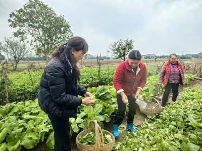 靠卖菜收入百万！公安这个村是怎么做到的？