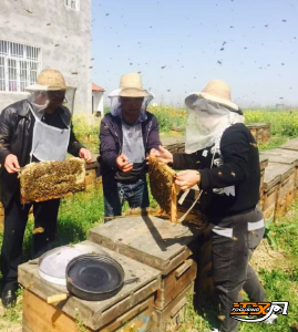 沙市区豉湖村：四代养蜂酿出乡村振兴的“甜蜜事业”