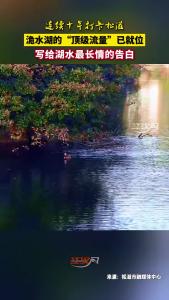 十年之约，洈水蓝的“国宝级”老朋友们又来啦！#中华秋沙鸭