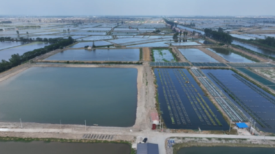 荆州江陵：政策赋能重拾黄鳝养殖 水乡产业再添新活力