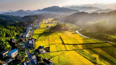 一纸碳票，唤醒侗乡沉睡林海——从“斧头经济”到“碳汇经济”的十年嬗变