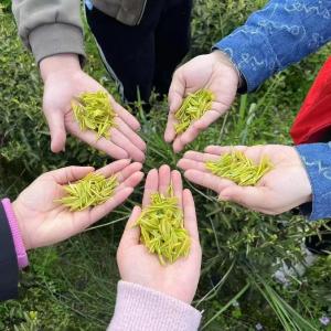 金鸡布村“点茶成金”