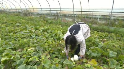 “秧-瓜-菜”循环种植！江陵县李公垸村铺就“甜蜜致富路”