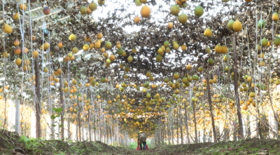 石首市团山寺镇：瓜蒌加工撬动产业振兴 应时农业探索乡村共富新路径
