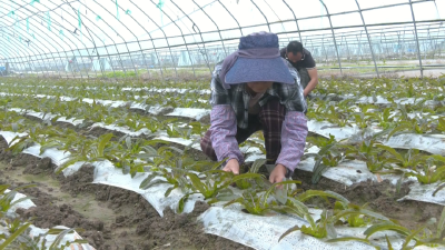 满了“菜篮子” 鼓了“钱袋子”！小莴笋托起致富梦