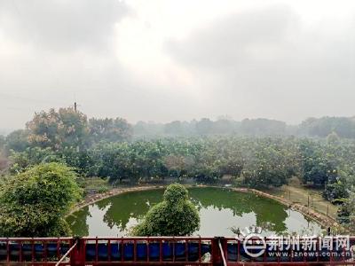 荆州区八岭山镇新湾村三红柚熟透 果香漫野待客来