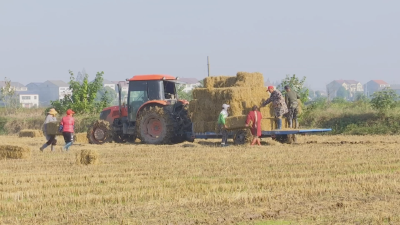 “机械+人工”，离田进度95%！荆州这个村破解秸秆焚烧难题