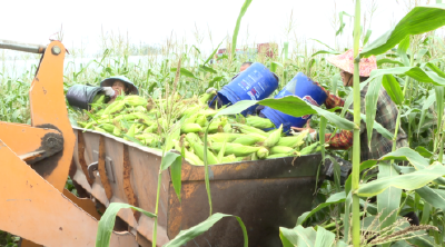 荆州石首：甜玉米飘香 初冬丰收别样红火