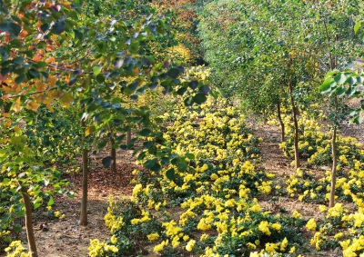 试行“林下经济”  助推乡村振兴  八岭山科研示范基地金丝黄菊丰收在望