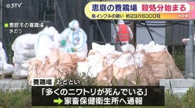 日本暴发疫情，超23万只鸡被扑杀