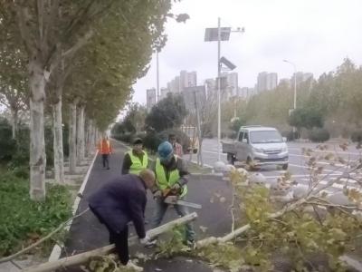 全力护绿保畅通：市区城管联动开展清理倒树断枝行动  