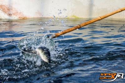 小鲈鱼“游”出大产业 江陵特色养殖助力乡村振兴