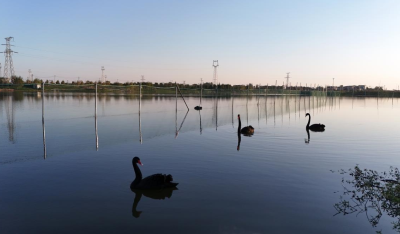 碧水绿树间添生态新景！黑天鹅落户石首市人民公园