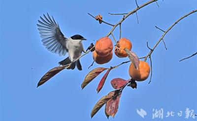荆州古城：红柿引鸟栖 生态入画来