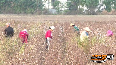 荆州石首：晚秋棉田采收忙  农民增收绘“丰”景
