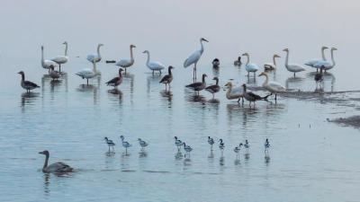 首次发现！全球极危、国家一级物种造访崇湖！