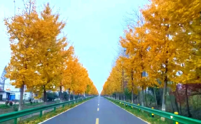 荆州赏秋地图｜不止中心城区！荆州县域秋景图鉴出炉，N个绝美点位等你来打卡！