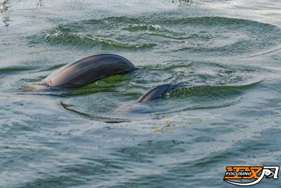 迷人的石首天鹅洲：与江豚的温柔相遇