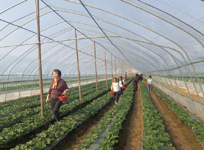 石首：秋冬草莓抢“鲜”登场  亲子采摘引爆“甜蜜经济”