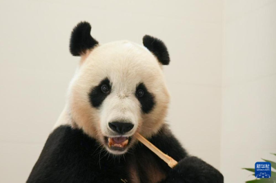 熊猫搬新“家” 我国再添一座大熊猫基地