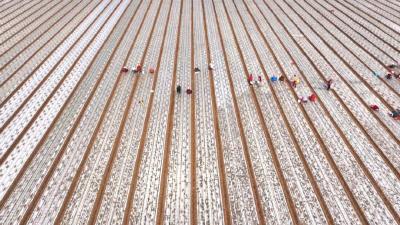 荆州江陵县 ：“蒜” 你厉害！普济镇300亩大蒜待丰收 