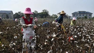 松滋：豆花湖畔，棉花绽放