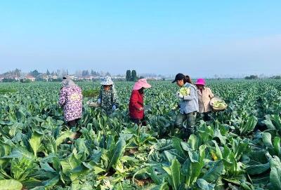 白、鲜、嫩！公安这里正大量上市