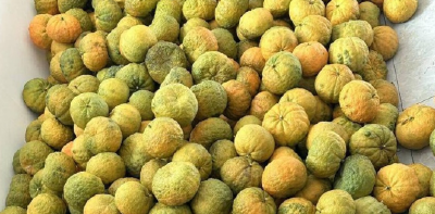 荆州石首：皱皮柑迎丰收  “丑果果”变“金果果”