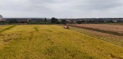 荆州石首：小田变大田 日子比蜜甜