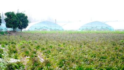 荆州公安：每年300万斤！它成为村里的富民产业