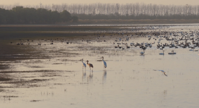 石首麋鹿保护区首次清晰记录白鹤活动影像 生态向好再添实证