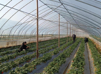 石首：达人直播“秀”家乡 云端推介久合垸