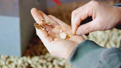 他在村里炒花生，一年卖出8000万元！