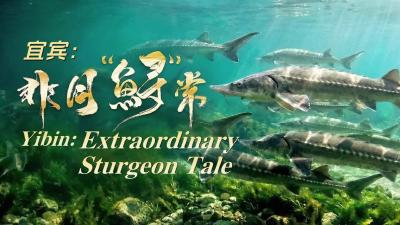宜宾：非同“鲟”常
