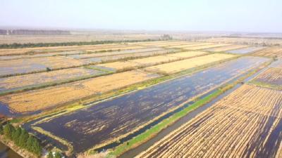 荆州江陵：稻田科学留草 虾苗安全过冬 