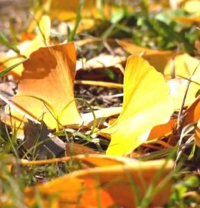 超出片！1900多岁的江陵资市银杏，金了~