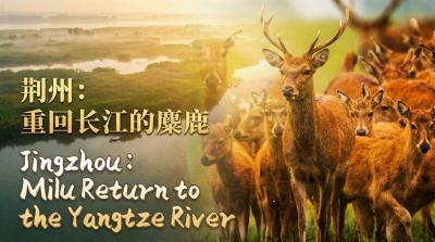 多家媒体联动，全网刷屏！长江麋鹿回归为何成为国际爆款？