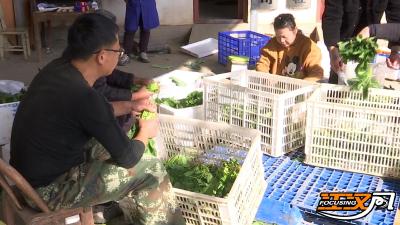 荆州：“一亩地多赚了一两千元！”