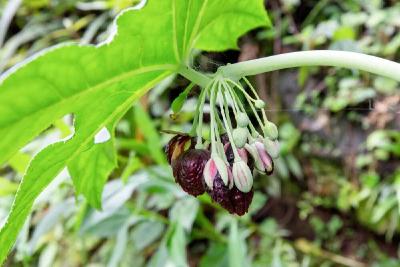 贵州发现植物新物种