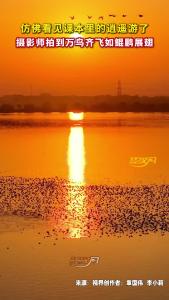 仿佛看见课本里的逍遥游了 摄影师拍到万鸟齐飞如鲲鹏展翅