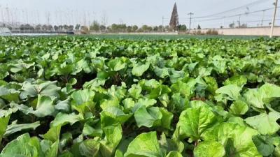 荆州江陵：“三色田”里绘“丰”景