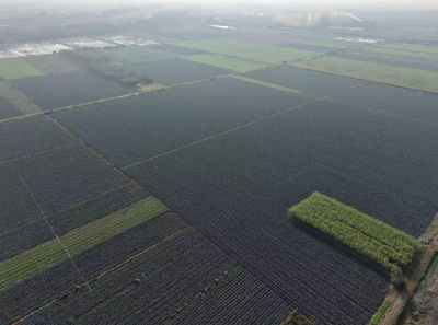 石首市连新垸村：荒垸种出“绿银行”