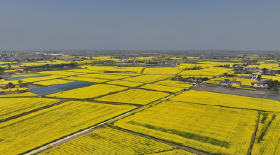 纪南文旅区：党建红链聚合力  纪南沃野绽新景